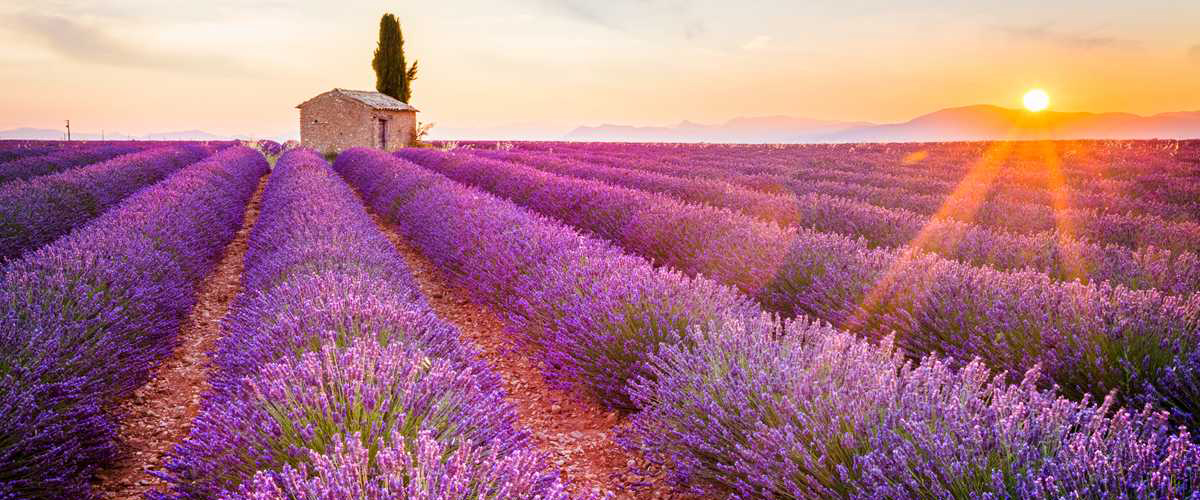 ISTORIE CU PARFUM DE LAVANDA Madaras Mures cu ''look de Provence''  FESTIVALUL LAVANDEI
